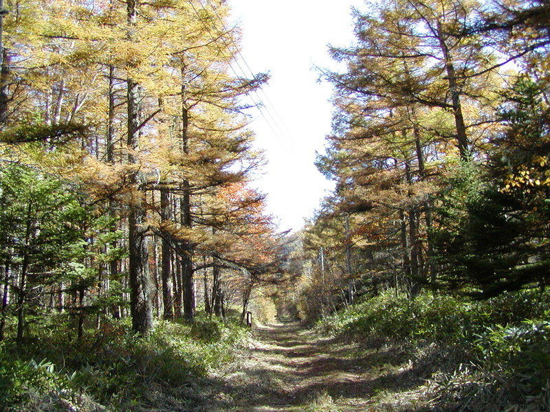 白樺高原